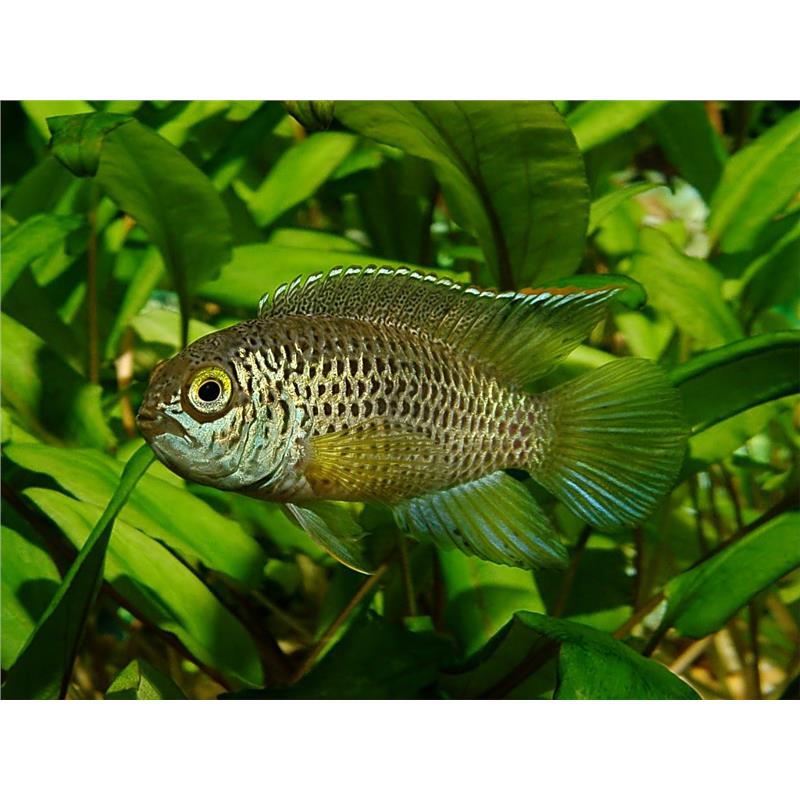 Nannacara anomala - imagine 5